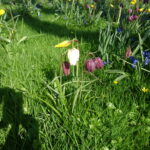 Tulpen Zuiderbolwerk